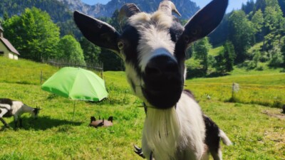 Zwergziegen auf der Steineralm